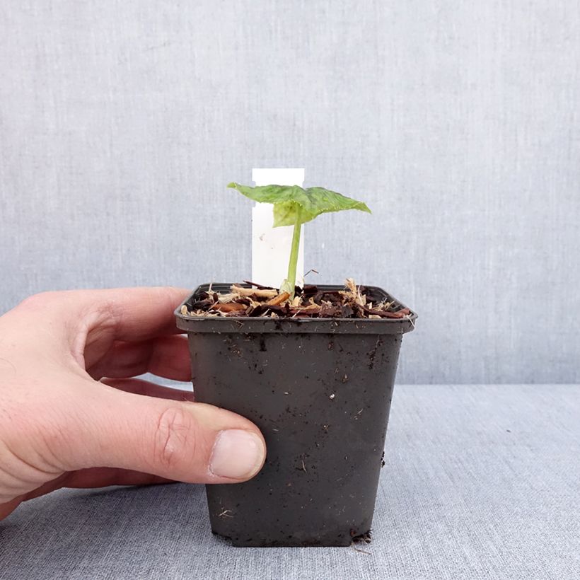 Spécimen de Podophyllum delavayi - Dysosma delavayi Godet de 8/9 cm tel que livré en hiver