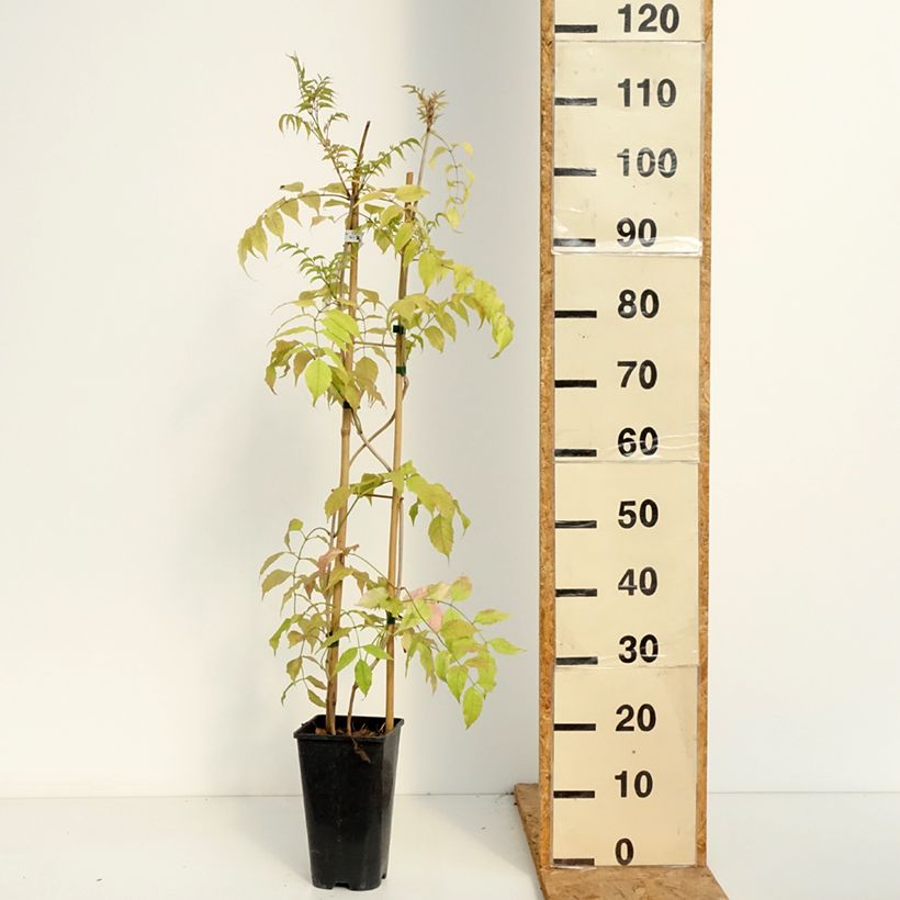 Spécimen de Podranea ricasoliana Comtesse Sarah - Bignone rose Pot de 2L/3L tel que livré en été