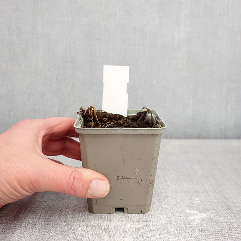 Spécimen de Pogonia ophioglossoides - Pogonie langue-de-serpent Godet de 8/9 cm tel que livré en hiver