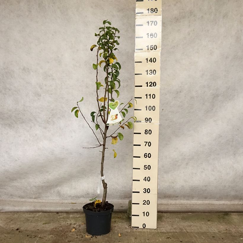 Spécimen de Poirier Beurre Hardy Pot de 7,5L/10L, Gobelet tel que livré en automne