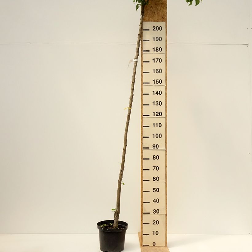 Spécimen de Poirier Charneux - Legipont Pot de 7,5L/10L, Haute-Tige tel que livré au printemps