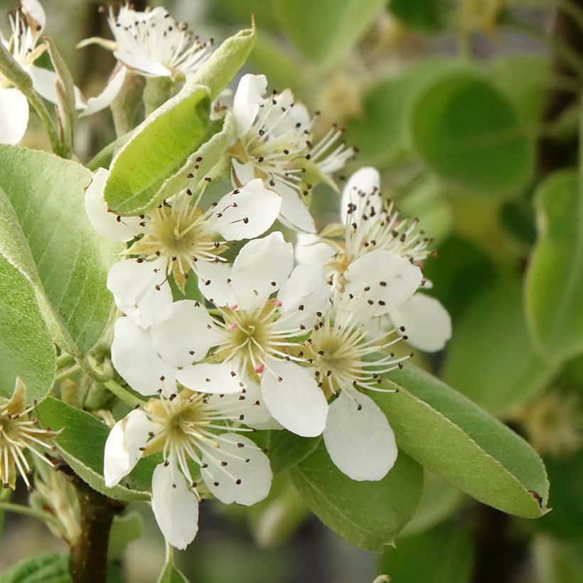 Poirier Comtesse de Paris - Georges Delbard (Floraison)