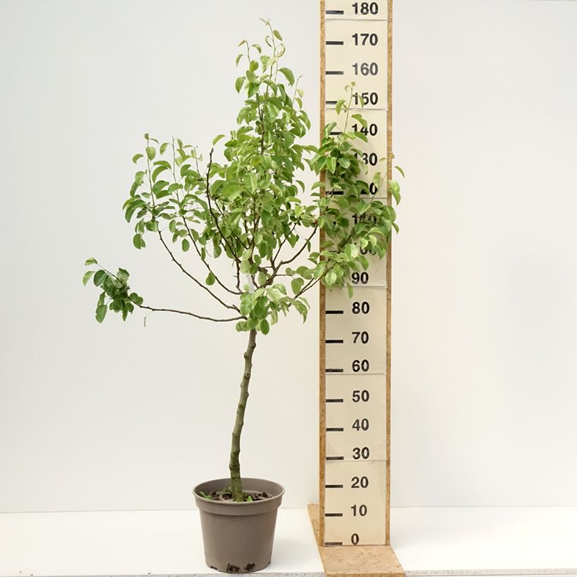 Spécimen de Poirier Comtesse de Paris - Georges Delbard Pot de 7,5L/10L, Gobelet tel que livré au printemps