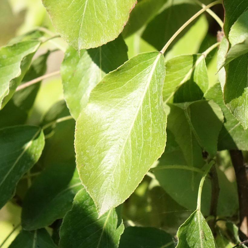 Poirier Delbard Gourmande - Georges Delbard (Foliage)