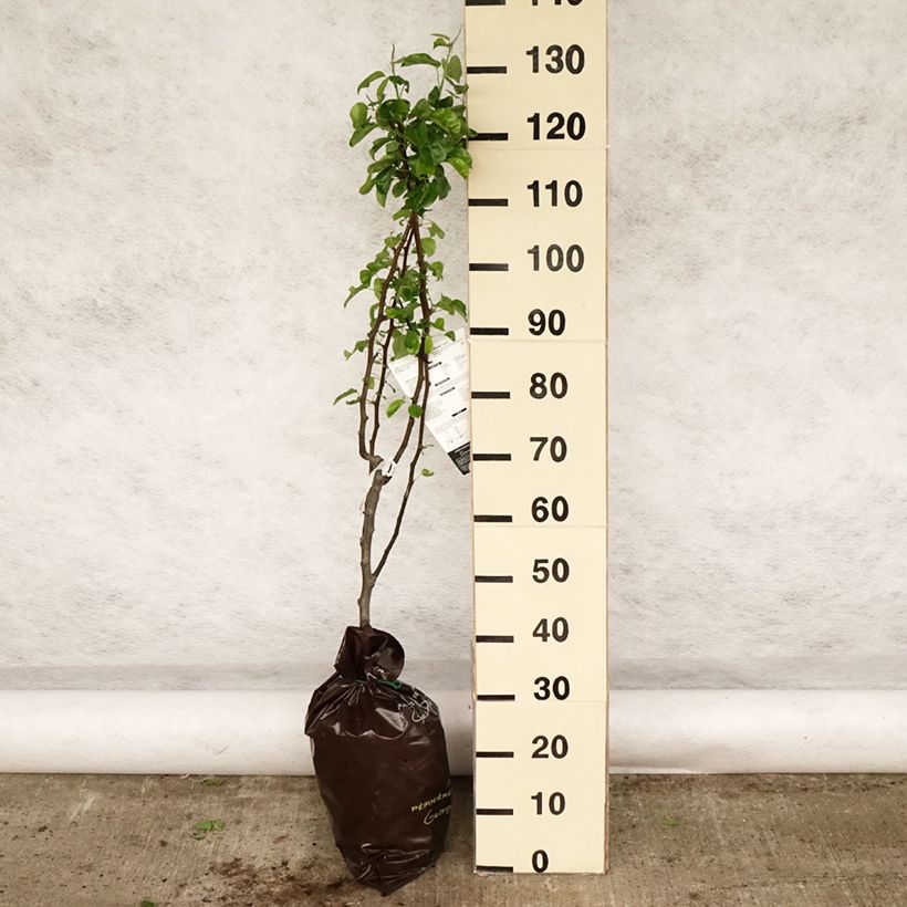 Example of Poirier Delbardélice - Georges Delbard Motte "Prêt-à-planter", Gobelet as you get in printemps