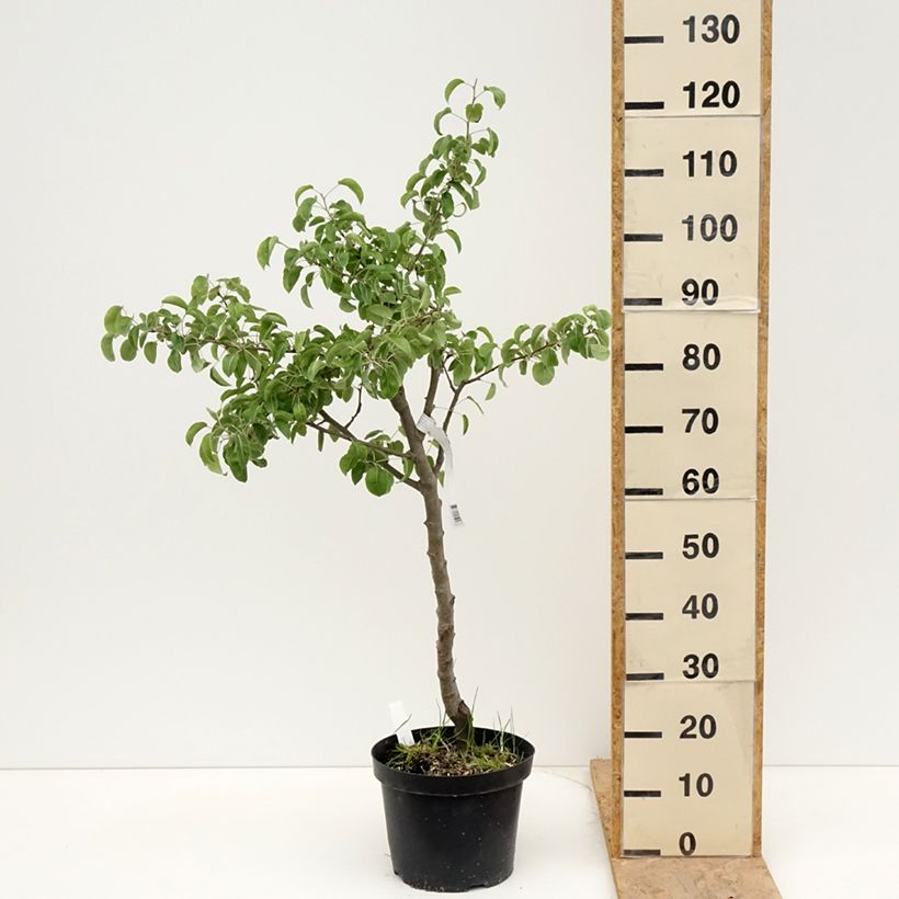 Spécimen de Poirier Dubbele Philip - Beurre de Mérode Pot de 7,5L/10L, Demi-Tige tel que livré au printemps