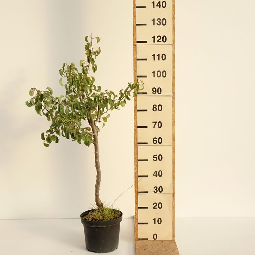 Spécimen de Poirier Dubbele Philip - Beurre de Mérode Pot de 7,5L/10L, Demi-Tige tel que livré en été