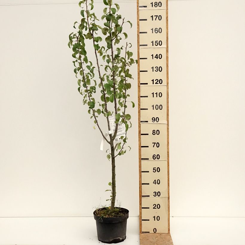 Spécimen de Poirier Duchesse d'Angouleme Pot de 7,5L/10L, Gobelet tel que livré en été