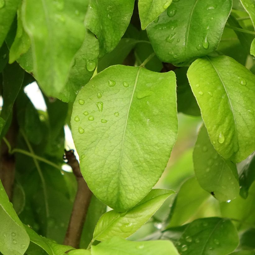 Poirier Duo Conference et Williams (Feuillage)