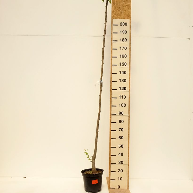 Spécimen de Poirier Durondeau Pot de 7,5L/10L, Haute-Tige tel que livré au printemps