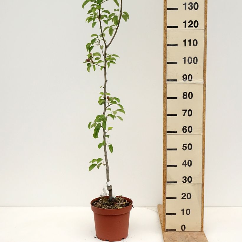 Spécimen de Poirier Jules Guyot Pot de 7,5L/10L, Scion tel que livré au printemps