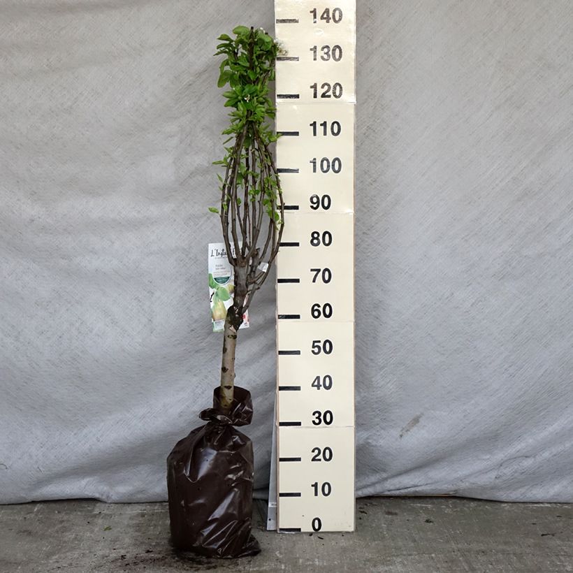 Spécimen de Poirier nain Belle Hélène - Georges Delbard Motte "Prêt-à-planter", 1/4 de tige tel que livré au printemps