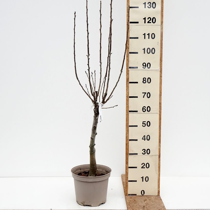 Spécimen de Poirier nain Belle Hélène - Georges Delbard Pot de 7,5L/10L, 1/4 de tige tel que livré en hiver