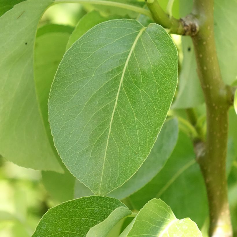 Poirier nain Condo (Feuillage)