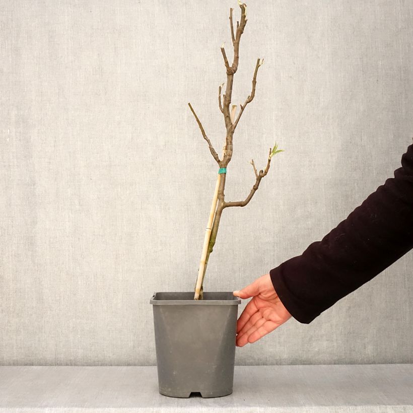 Spécimen de Poirier nain Fruit Me Pear Me Conférence Pot de 4L/5L, Nain tel que livré au printemps