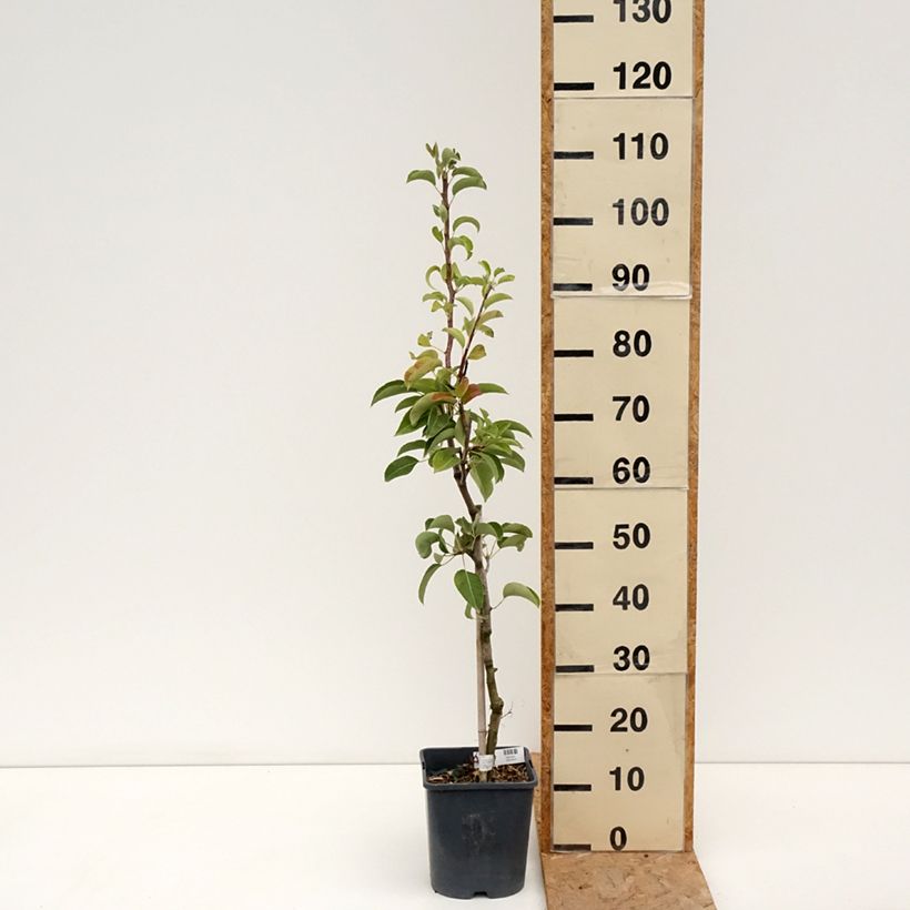 Spécimen de Poirier nain Fruit Me Pear Me Conférence Pot de 4L/5L, Nain tel que livré en été