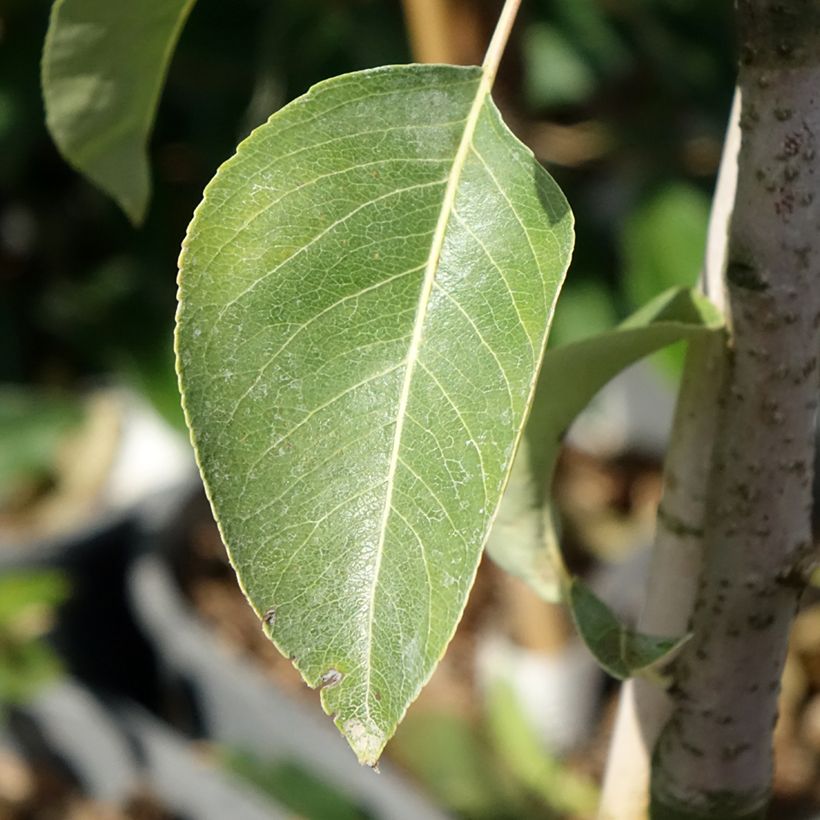 Poirier nain Fruit Me Pear Me Conférence (Feuillage)