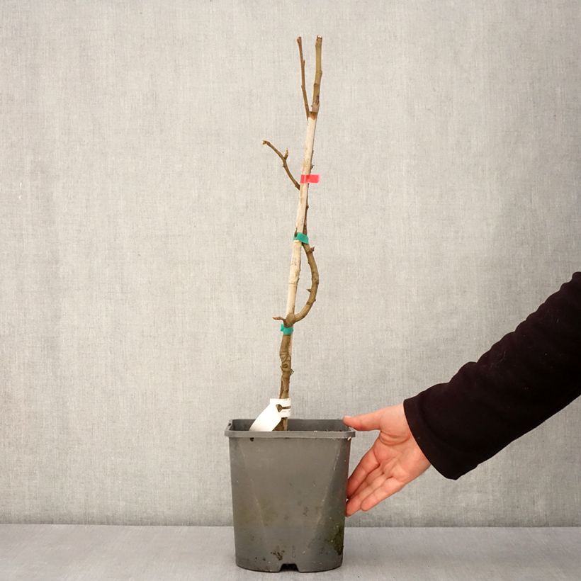 Spécimen de Poirier nain Fruit Me Pear Me William Bon-Chrétien Pot de 4L/5L, Nain tel que livré au printemps