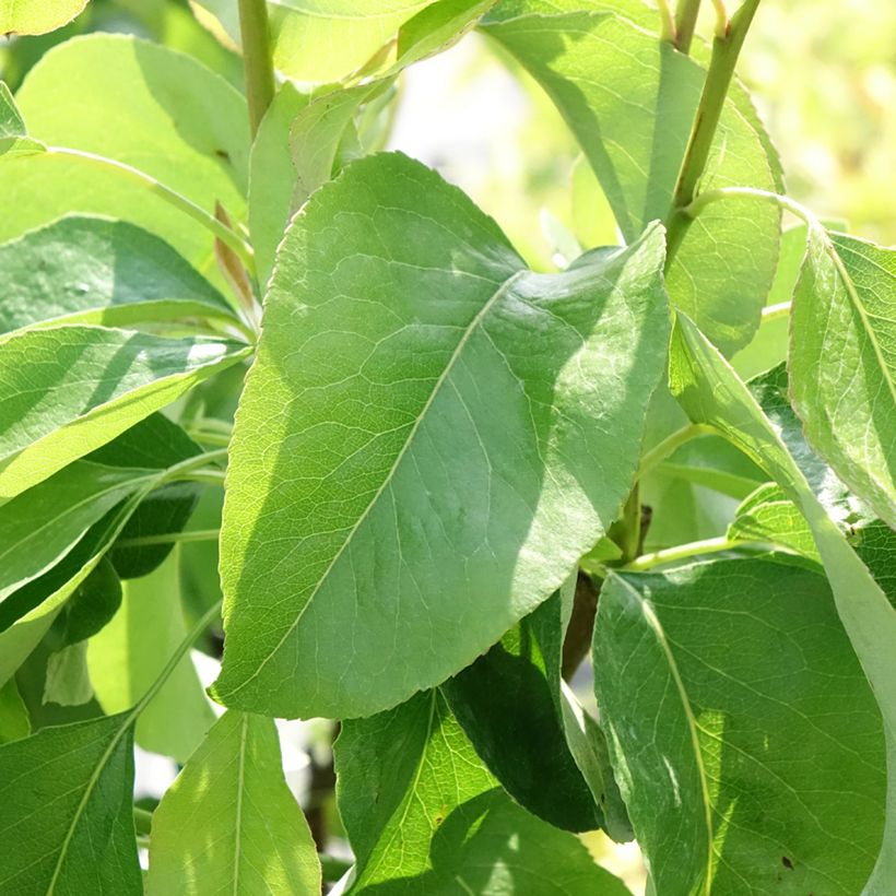 Poirier nain Fruit Me Pear Me William Bon-Chrétien (Feuillage)