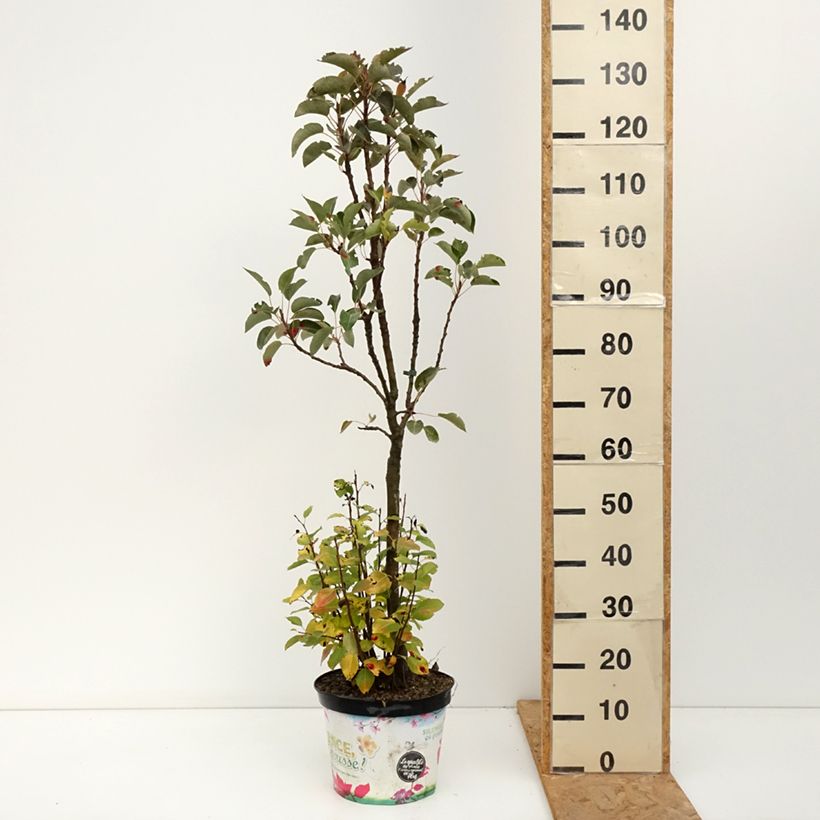 Spécimen de Poirier nain Garden Pearl Pot de 6L/7L, 1/4 de tige, Tige de 40 cm tel que livré en automne