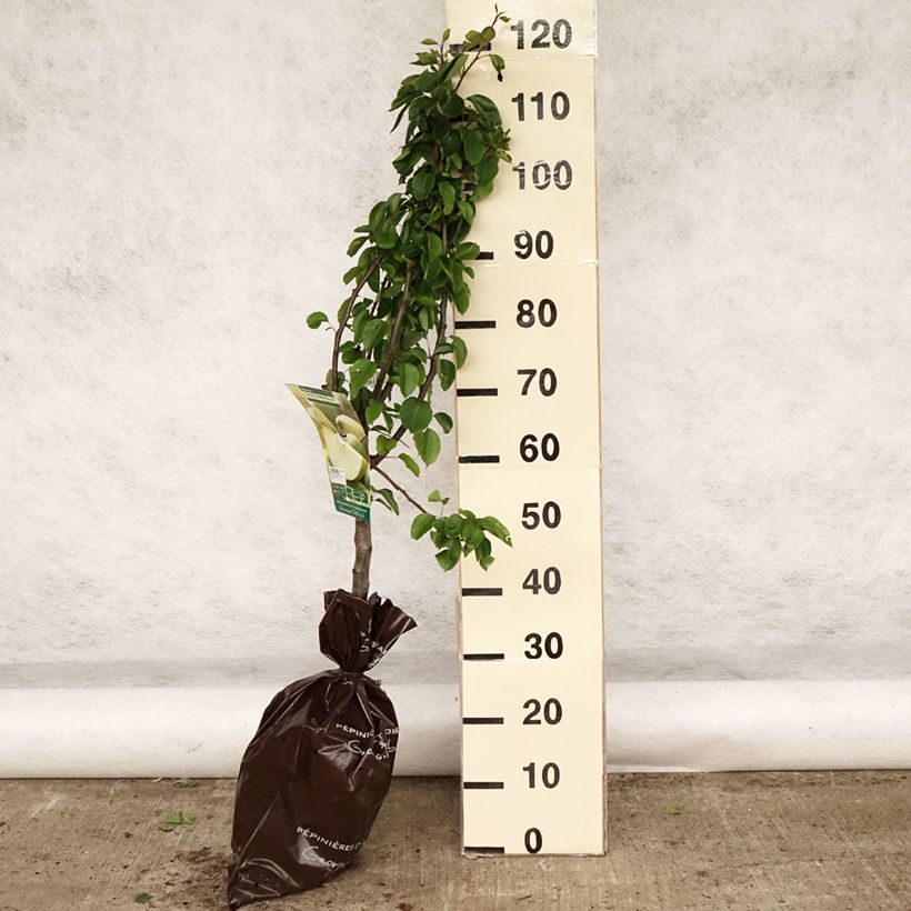 Spécimen de Poirier Sucrée de Montluçon - Georges Delbard Motte "Prêt-à-planter", Gobelet tel que livré au printemps