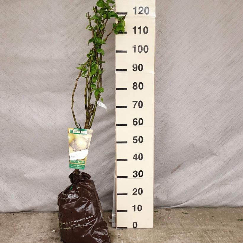 Example of Poirier Super Comice Delbard - Georges Delbard Motte "Prêt-à-planter", Gobelet as you get in printemps