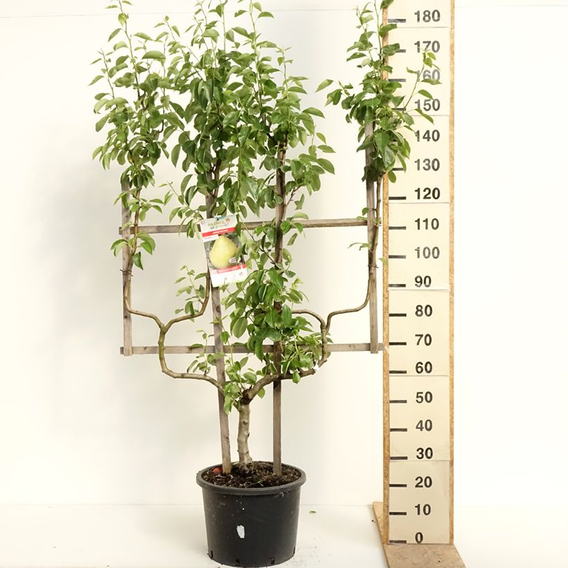 Example of Poirier William's - Palmette double U as you get in printemps