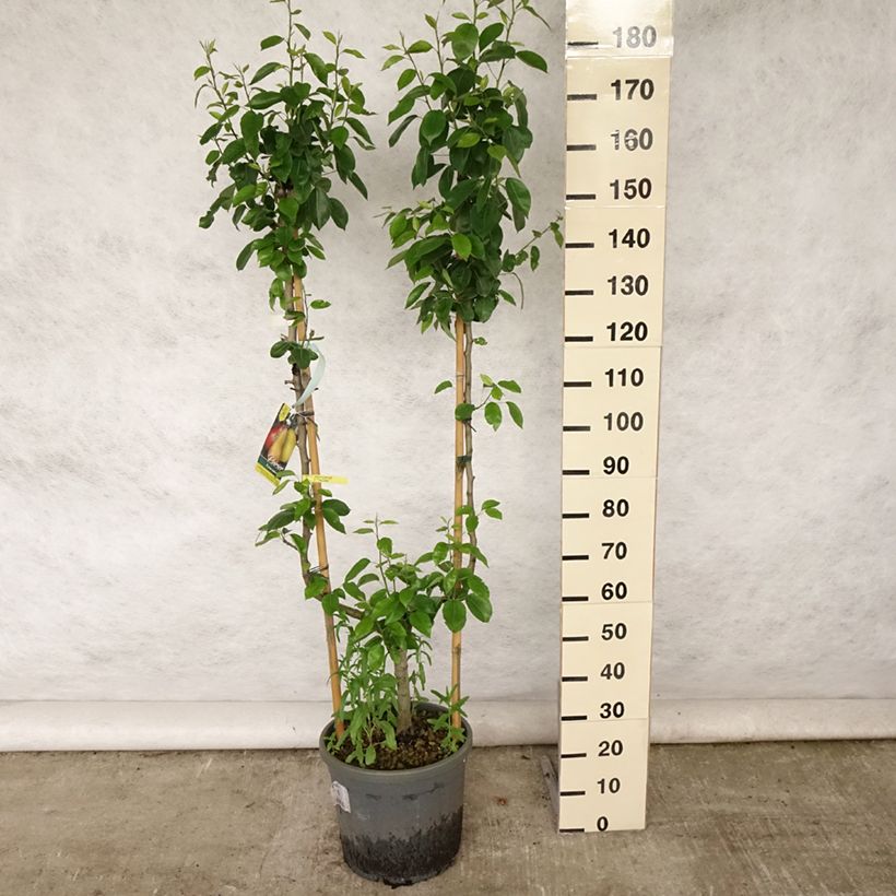 Spécimen de Poirier William's Bon Chrétien Pot de 12L/15L, Palmette simple U tel que livré en été