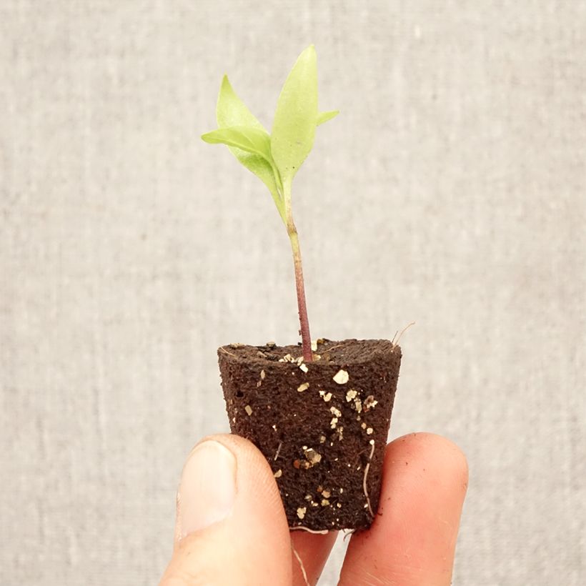 Spécimen de Poivron Afterglow Tenor en plant Mini-motte Ø 1,5/2,5 cm tel que livré au printemps