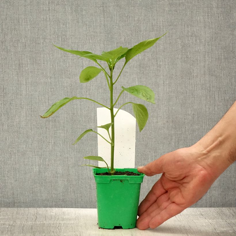 Spécimen de Poivron orange Oreny F1 en plants Pot de 10 cm/11cm tel que livré au printemps