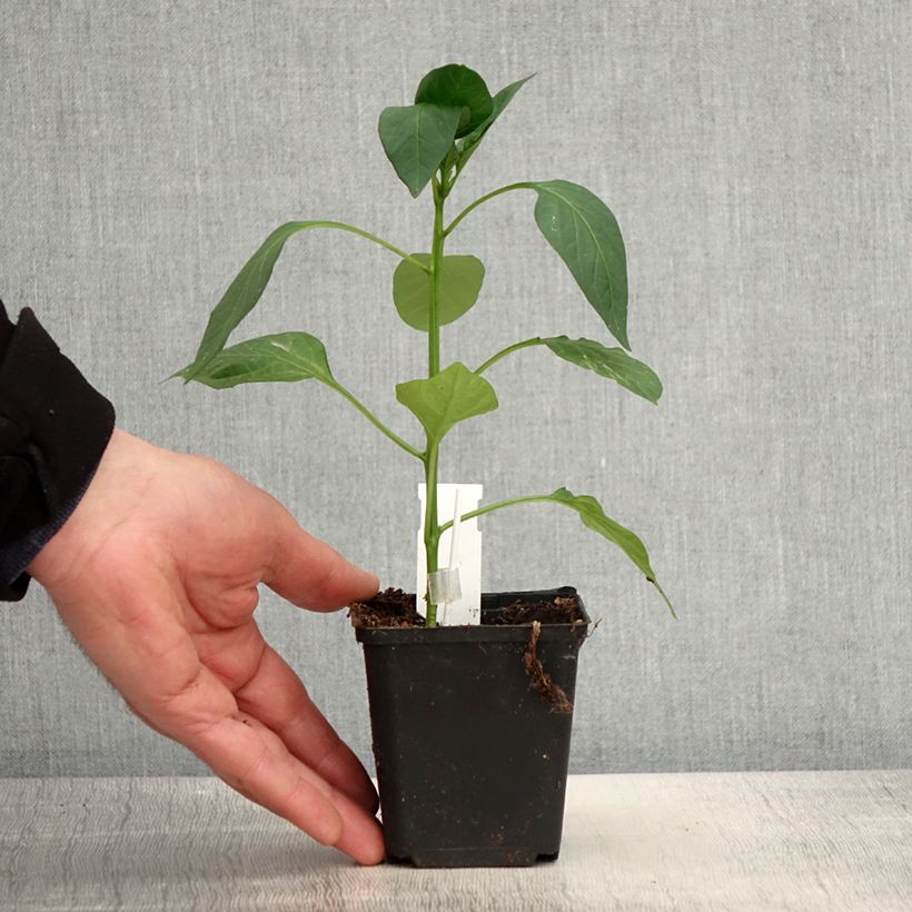 Example of Poivron rouge Lamuyo F1 GREFFE en plants Godet de 8/9 cm as you get in printemps