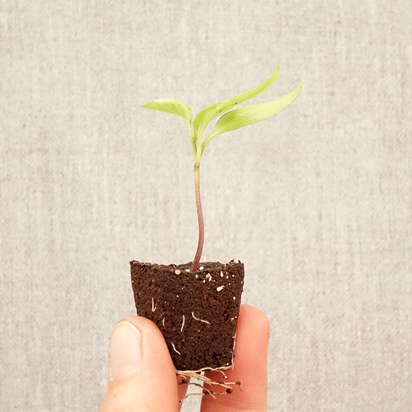 Spécimen de Poivron Snackor Yellow F1 en plant Mini-motte Ø 3/4 cm tel que livré au printemps