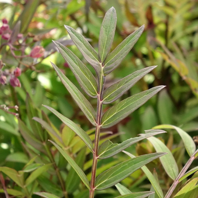 Polemonium hybride Heaven Scent - Valériane grecque (Feuillage)