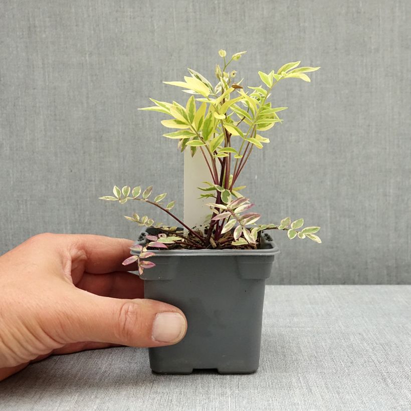 Spécimen de Polemonium pulcherrimum Golden Feathers - Polémoine Godet de 8/9 cm tel que livré au printemps