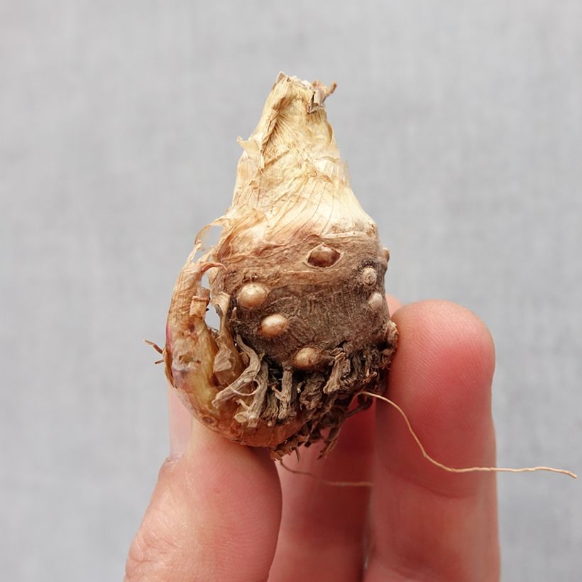 Spécimen de Polianthes tuberosa Sensation - Tubéreuse   Bulbe calibre 10+, Gros Calibre tel que livré au printemps