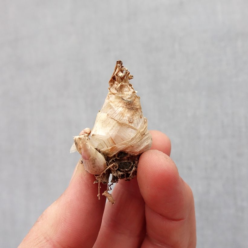 Spécimen de Polianthes tuberosa Super Gold - Tubéreuse   Bulbe calibre 10+, Gros Calibre tel que livré au printemps