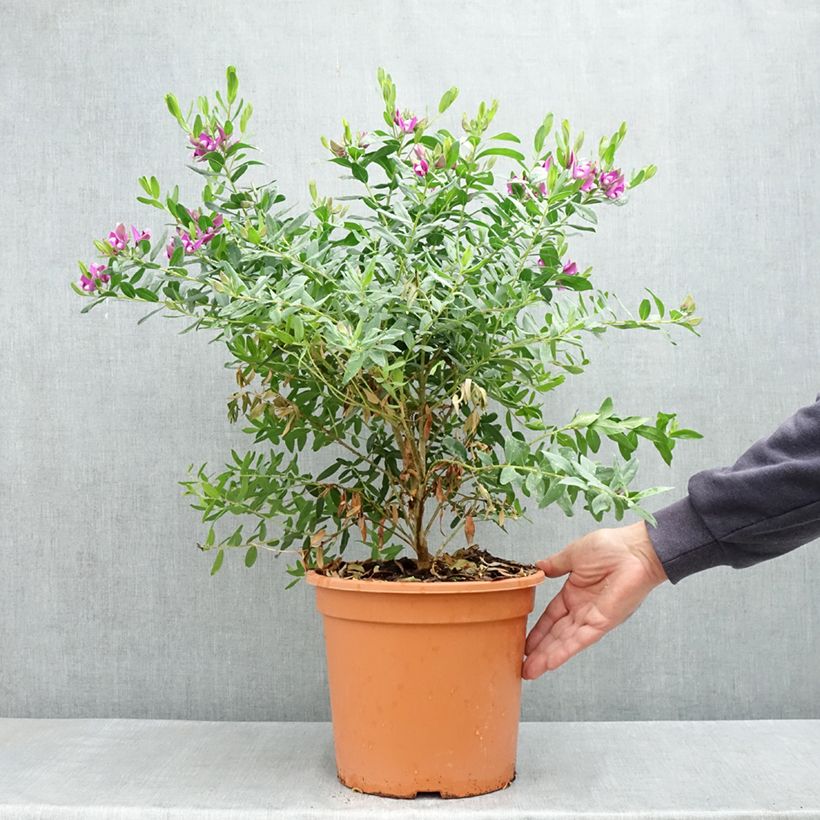 Example of Polygala myrtifolia - Polygale à feuilles de myrte Pot de 7,5L/10L as you get in printemps