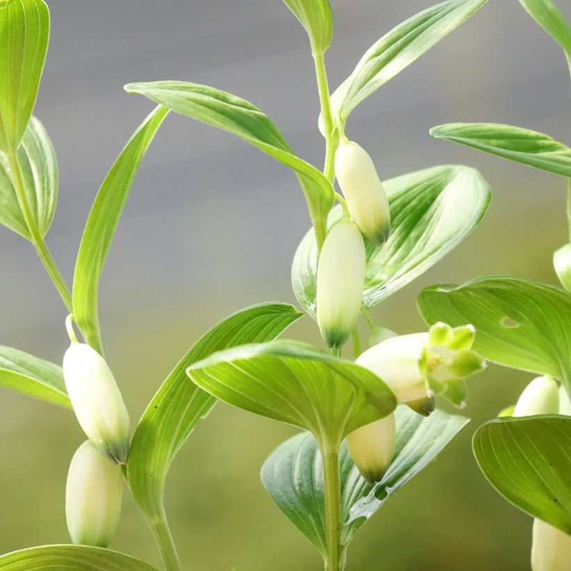 Polygonatum humile - Sceau de Salomon (Floraison)