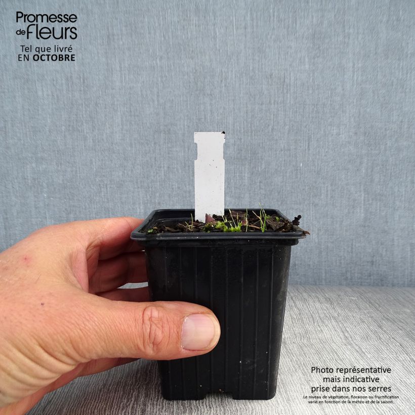 Spécimen de Polygonatum Weihenstephan - Sceau de Salomon Godet de 8/9 cm tel que livré en automne