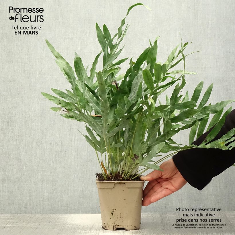 Spécimen de Polypodium ou Phlebodium pseudoaureum - Fougère bleue de Virginie Pot de 2L/3L tel que livré au printemps