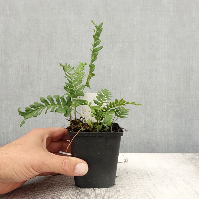 Spécimen de Polypodium vulgare Bifido Multifidum - Fougère Godet de 8/9 cm tel que livré en automne