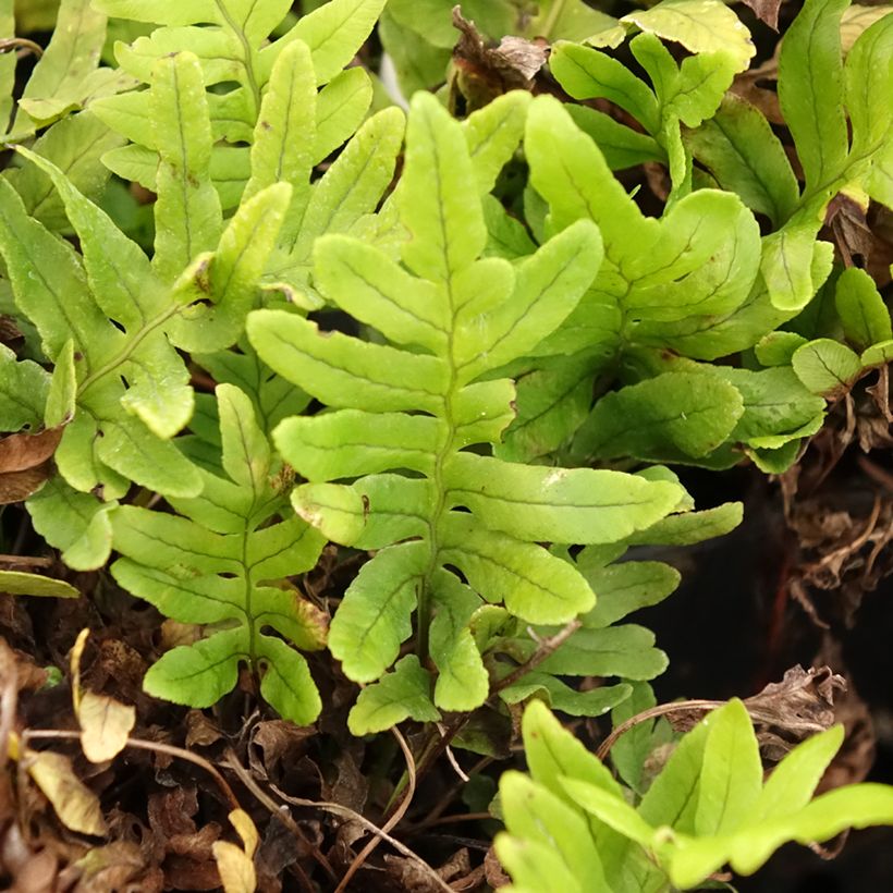 Polypodium Whitley Giant - Fougère, Polypode (Foliage)