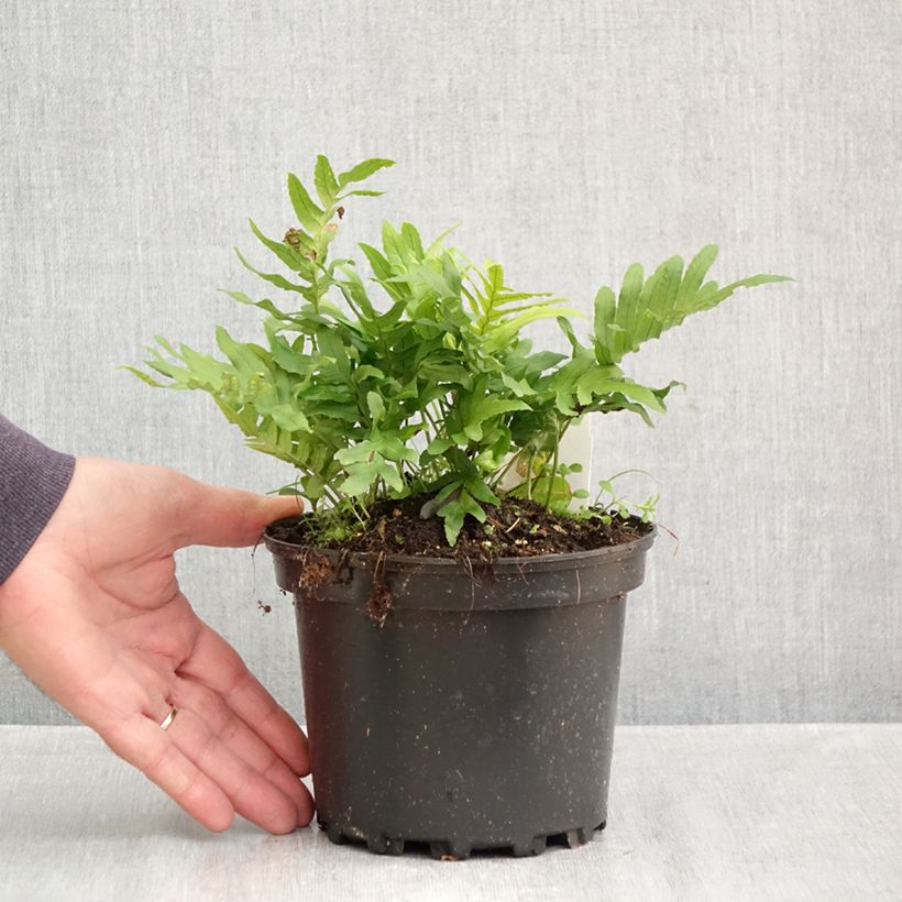 Spécimen de Polypodium Whitley Giant - Fougère, Polypode Pot de 2L/3L tel que livré en automne
