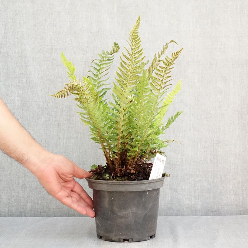 Spécimen de Polystichum aculeatum - Fougère Pot de 2L/3L tel que livré en été