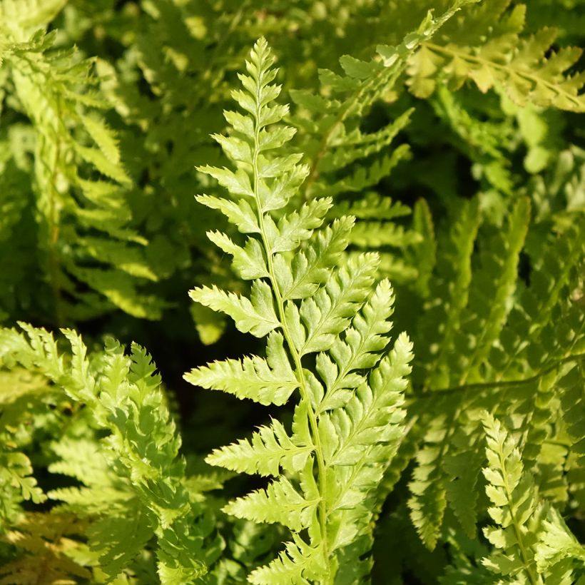 Polystichum braunii - Fougère (Foliage)