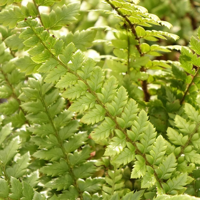 Polystichum neolobatum - Fougère sabre  (Feuillage)