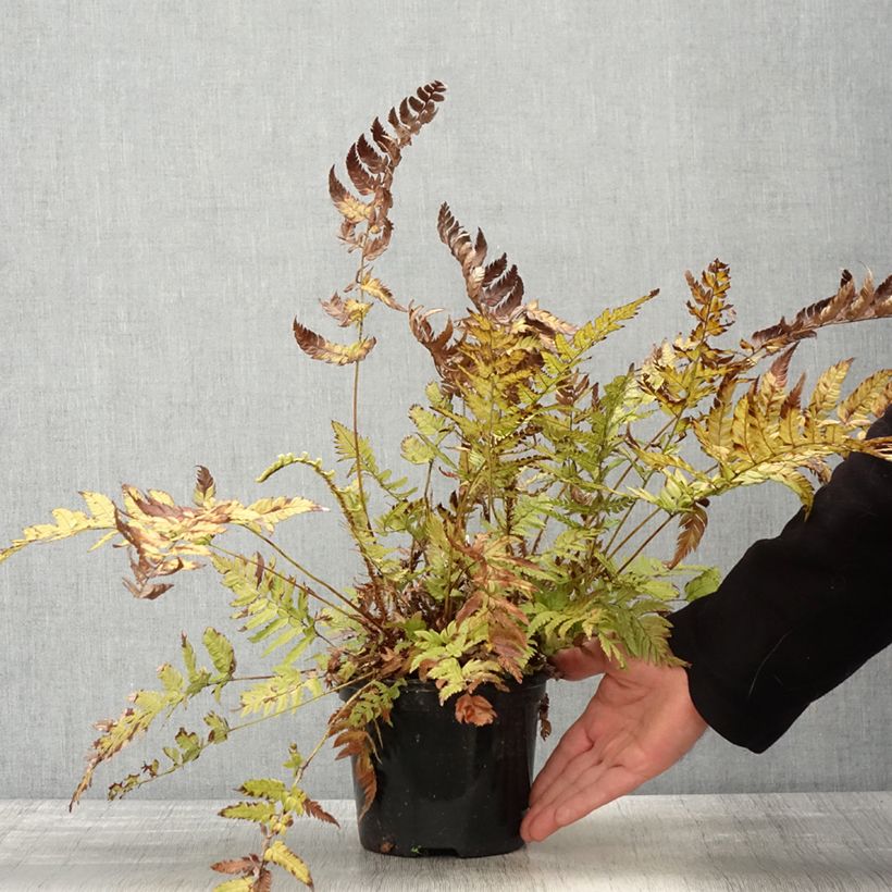 Spécimen de Polystichum rigens - Fougère Pot de 2L/3L tel que livré au printemps