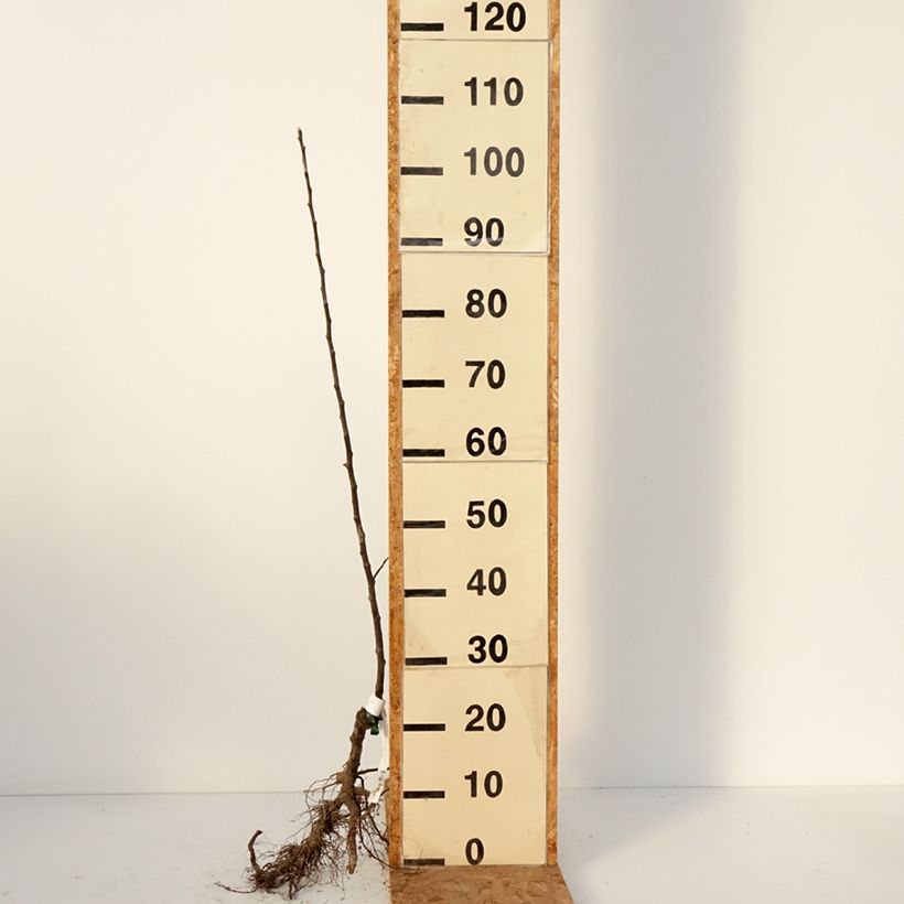 Spécimen de Pommier à cidre Locard vert Racines nues, Scion tel que livré en hiver