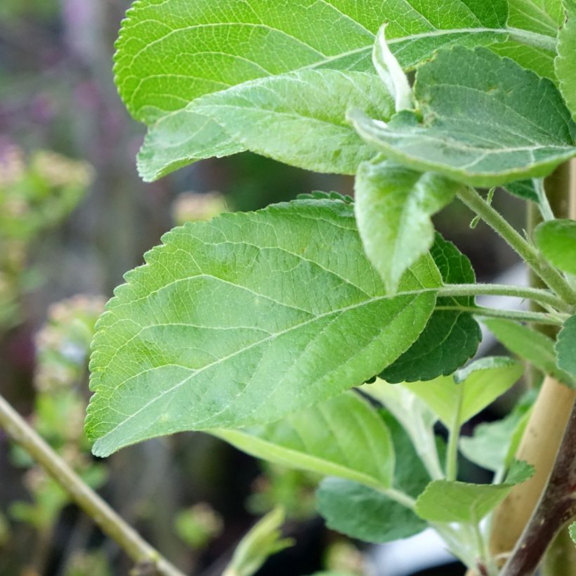 Pommier Ananas Berżenicki (Feuillage)