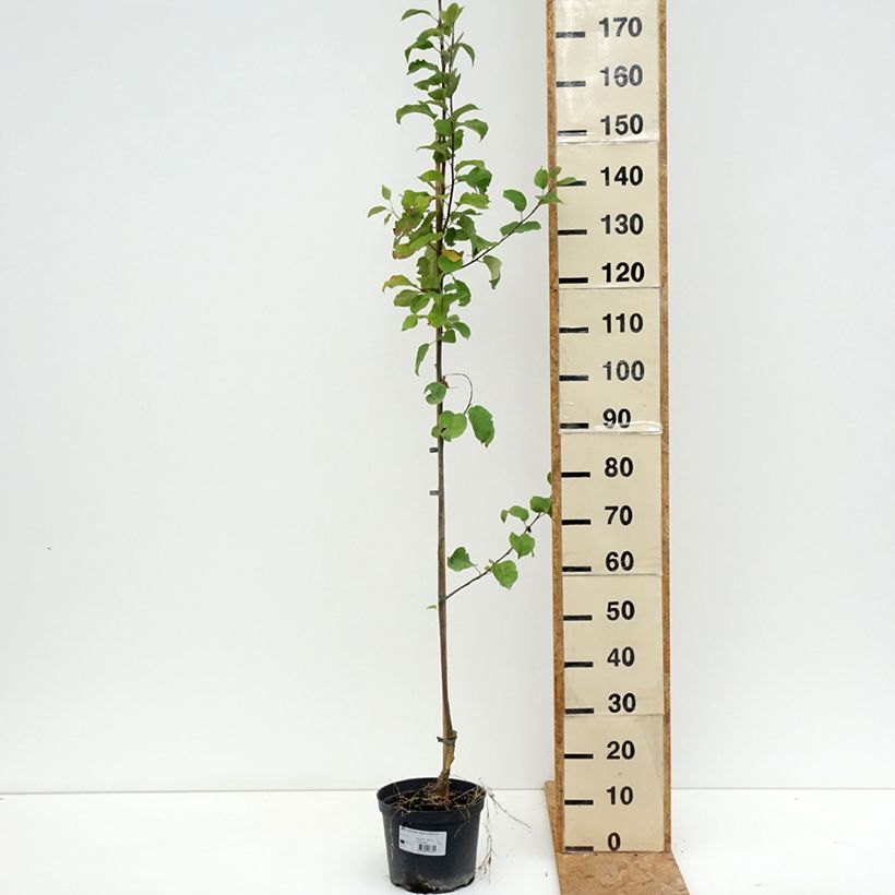 Spécimen de Pommier Ananas Berżenicki Pot de 4L/5L, Scion tel que livré en été